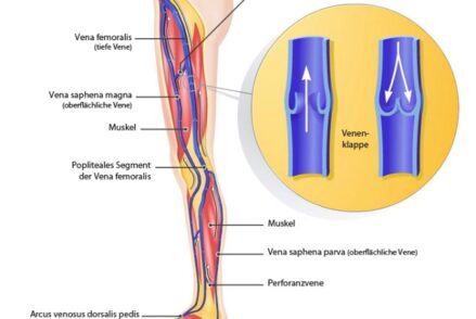 Venensystem der Beine